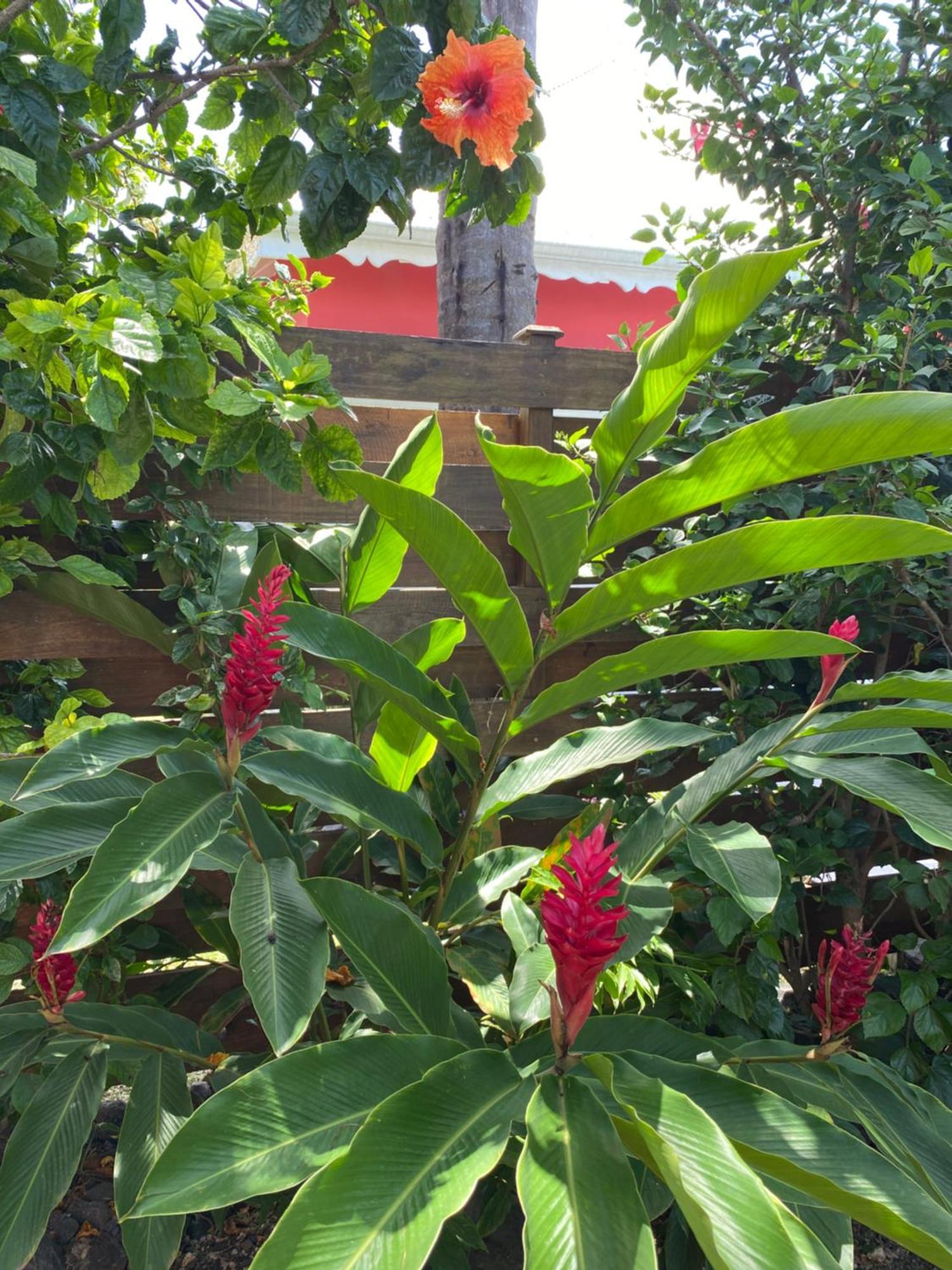 Villa Papagayo *