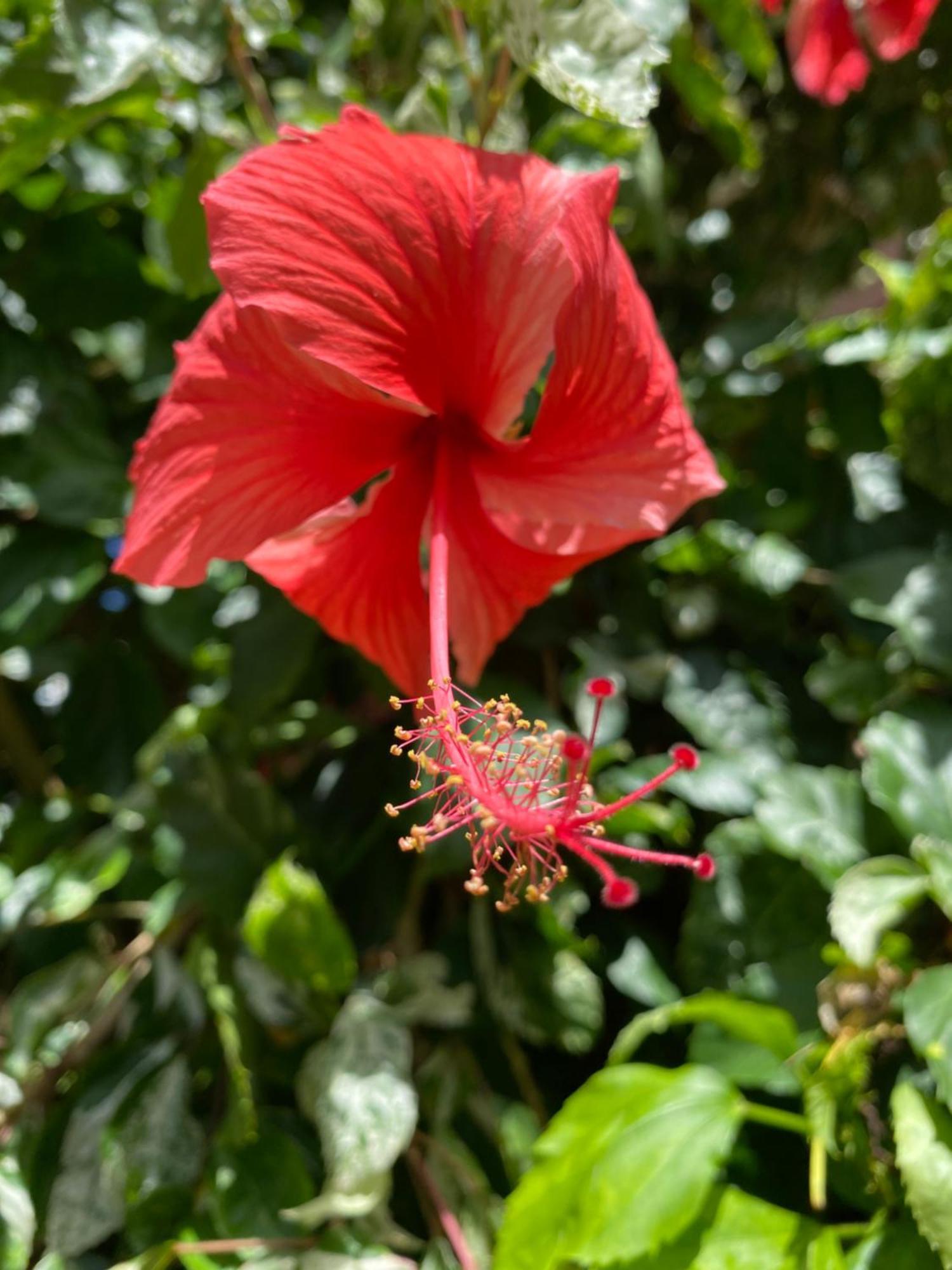 Villa Papagayo *